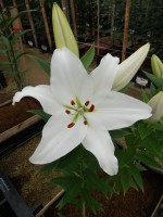 [4427 PO25 Fortesa No01.JPG]